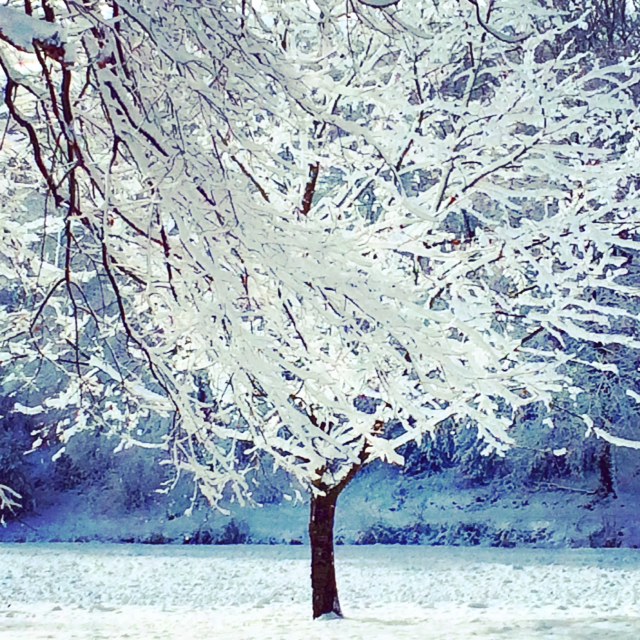 arbre enneigé