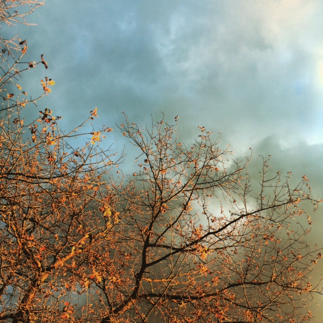 arbre sur ciel