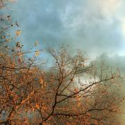 arbre sur ciel