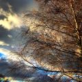 hiver-bouleau