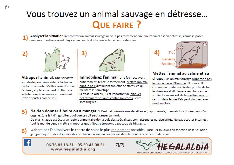 Sos animaux sauvages